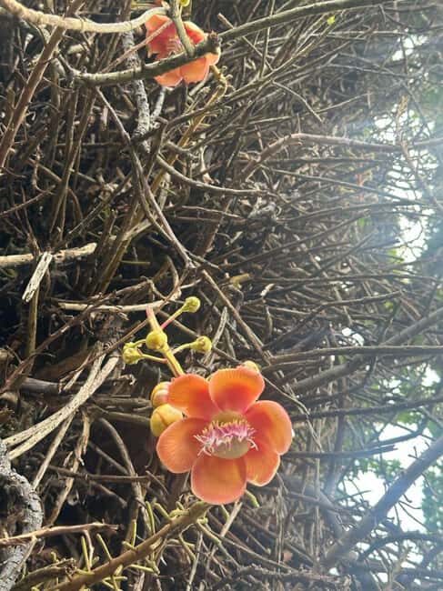 St Vincent: Montreal Gardens, Botanical Gardens & Fort Tour - Final Thoughts