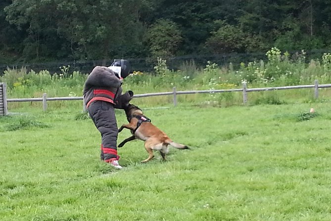 Stag Dog Chase Krakow Prank - Overview and Experience Details