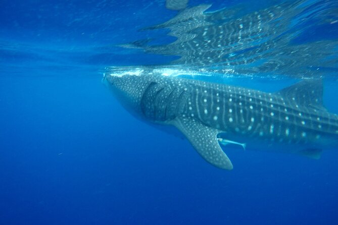 Stand-Up Paddle Boarding in Tulum With Snorkeling 1hr - Common Questions