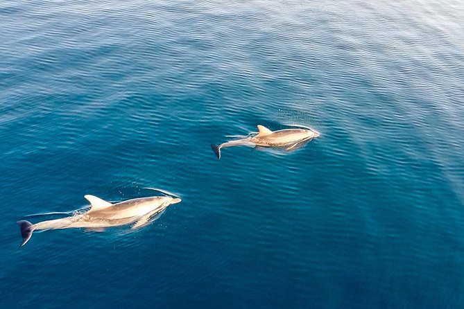 Stand Up Paddle With Dolphins - Reviews and Traveler Feedback