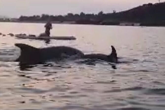 Stand up Paddle With Dolphins Experience Sunset and Aperitif - Experience Details