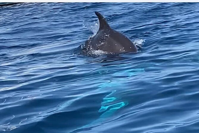 Stand up Paddle With Dolphins Experience Sunset and Aperitif - Meeting and Pickup