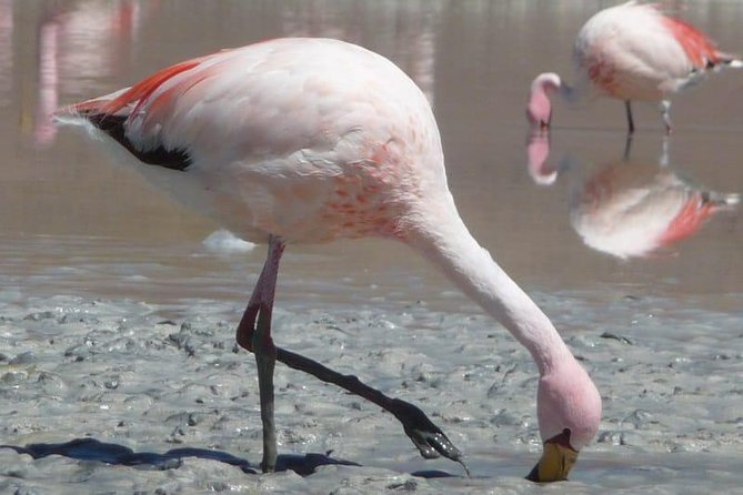 Standard Uyuni Salt Flats 3 Days With Spanish-Speaking Driver - Booking, Cancellation, and Reviews