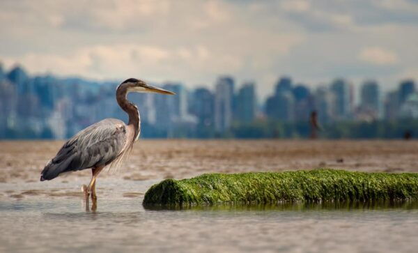 Stanley Park Self Guided Bike Tour - Weather Considerations