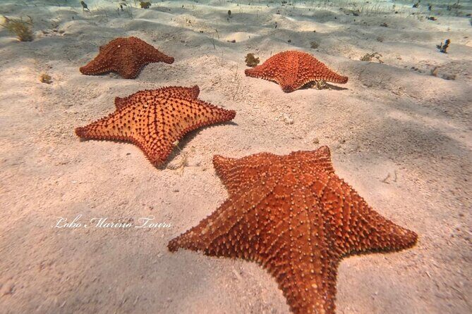 Star and Turtle Sanctuary Snorkeling Tour in Cozumel - A Detailed Look at the Snorkeling Adventure