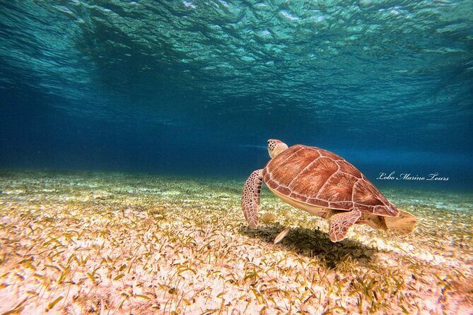 Star and Turtle Sanctuary Snorkeling Tour in Cozumel - Frequently Asked Questions