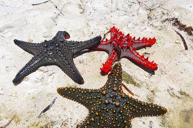 Starfish Adventure; Blue Lagoon Tour; The Rock; The Island Pongwe; Secret Garden - Culinary and Snorkel Adventure in Zanzibar