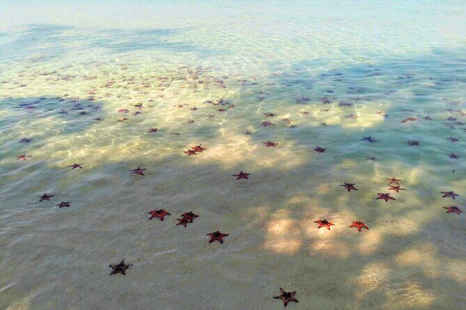 Starfish Beach and Floating Village Combo Boat Trip Seafood Lunch - The Sum Up