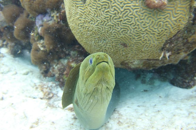 Starfish Point, Stingray City-Sandbar & Coral Gardens - Common Questions