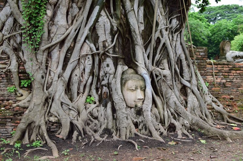 Start slowly in the morning! Half-day tour of the World Heritage Ayutthaya Ruins: Tour 5 major ruins (departing from Bangkok / with Japanese guide) (E5) - What the guide adds
