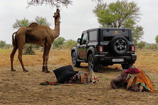 Stay Under The Billions Stars Overnight Camel Safari Tour - Practical Tips for Travelers