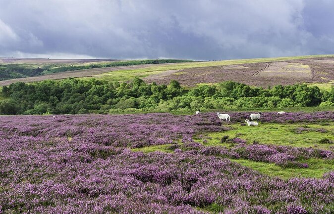 Steam Trains, Whitby, and the North York Moors Full-Day Tour From York - The Sum Up