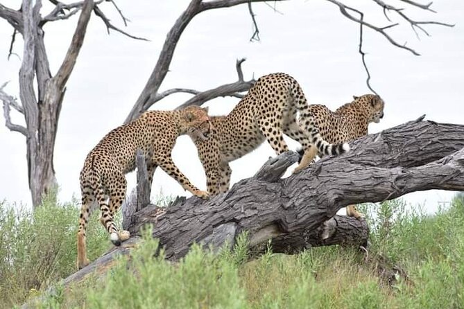 Steenbok Trail Safari - 7 Nights / 8 Days - Pickup Information