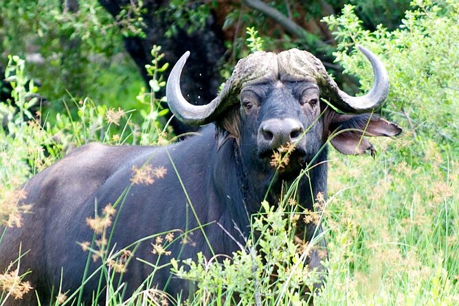 Steenbok Trail Safari - 7 Nights / 8 Days - Additional Notes