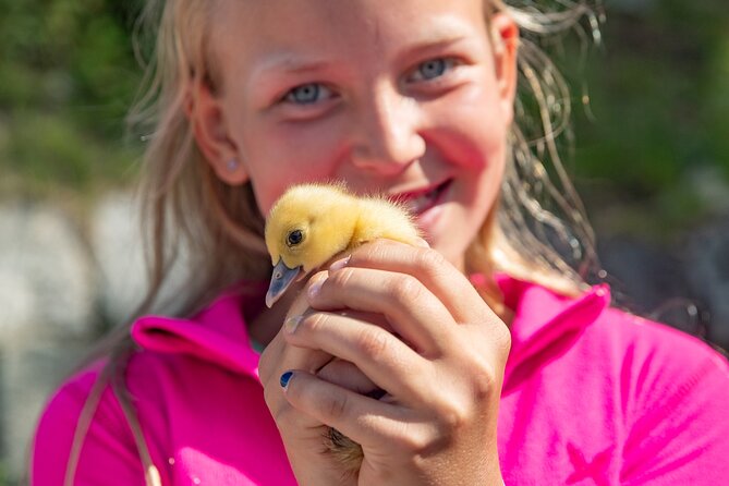 Steim Farm Experience in Vik, Norway - Good To Know