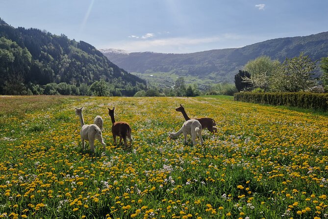 Steim Farm Experience in Vik, Norway - What To Expect and Directions