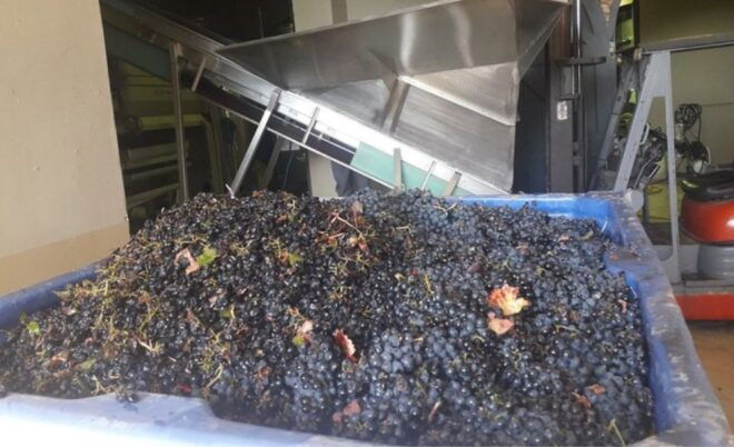 Stellenbosch: Half-Day Wine Tour - Additional Details