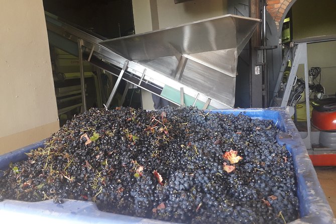 Stellenbosch Half Day Wine Tour - Traveler Photos