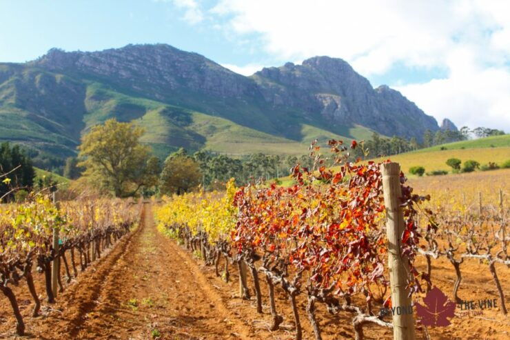 Stellenbosch: Paint With Wine Experience. - Good To Know