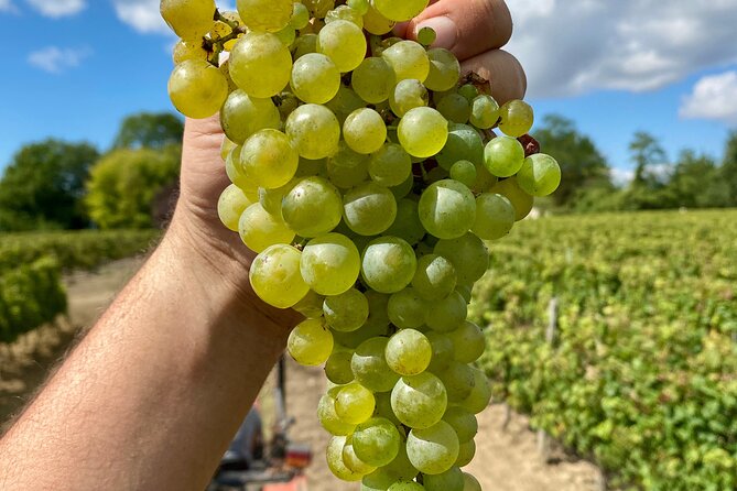 Stellenbosch Small Group Wine Tasting Tour From Cape Town - Traveler Photos and Reviews