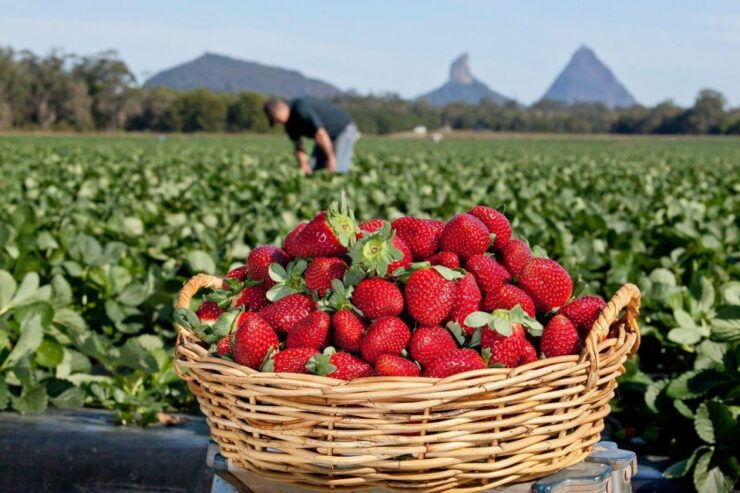 Stellenbosch Strawberry Picking - Experience Highlights