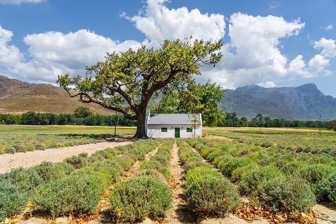Stellenbosch Winelands Experience - Tour Details and Inclusions