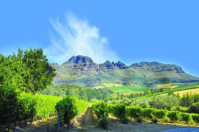 Stellenbosch Winelands Half-Day Tour From Cape Town - Tour Overview and Details