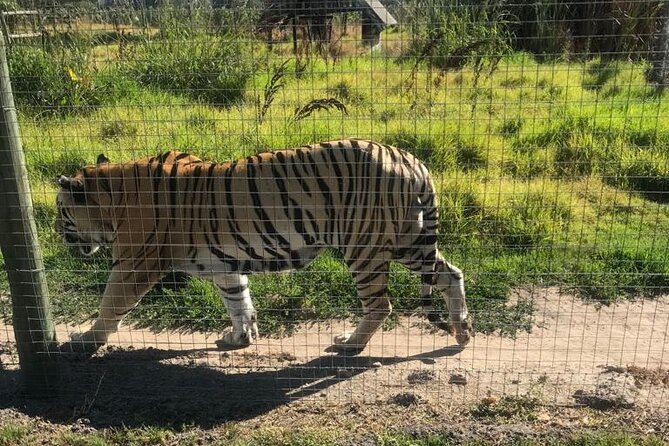 Stellenbosch Wineries, Private City Tour and Wildlife Bigcats - Included Amenities