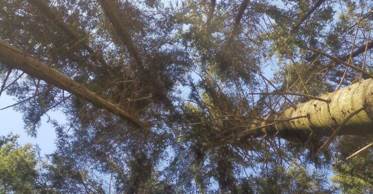 Step Out of the Busy Everyday Life With Forest Bathing - Benefits of Forest Bathing