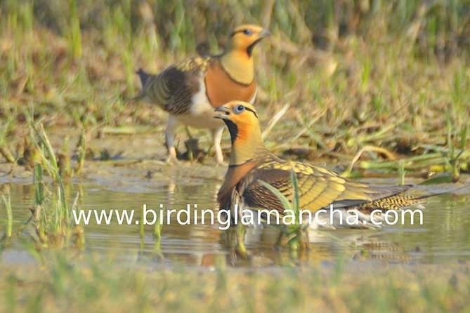 Steppe Bird Watching in La Mancha Toledana - Inclusions