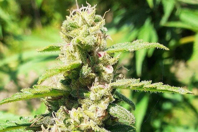 Stepping High Mountain Tour and Blue Hole Mineral Spring from Montego Bay - Good To Know