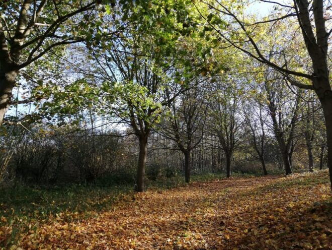 Sternberg: Guided Running Tour (Jogging) - Tour Duration and Pricing