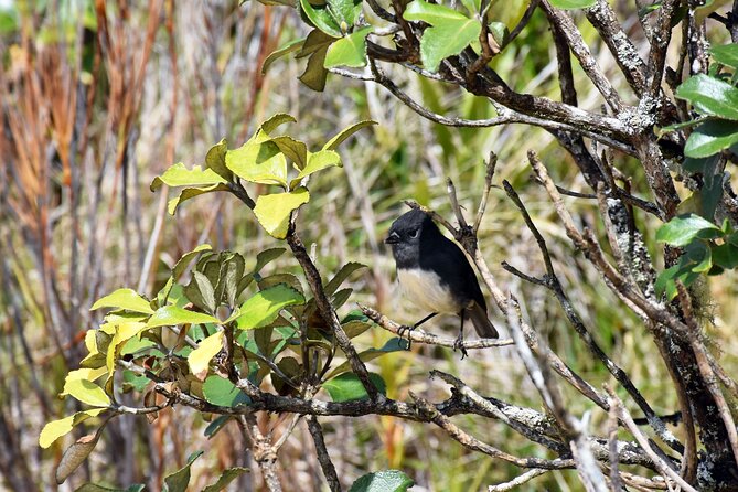 Stewart Island Fly Explore Fly Ex Queenstown by Glenorchy Air - Common Questions