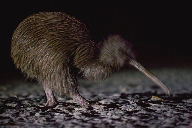 Stewart Island Wild Kiwi Encounter - Expectations and Requirements