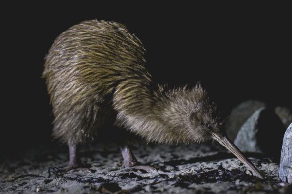 Stewart Island: Wild Kiwi Encounter - Common Questions