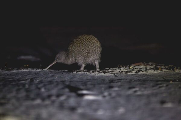 Stewart Island: Wild Kiwi Encounter - The Sum Up