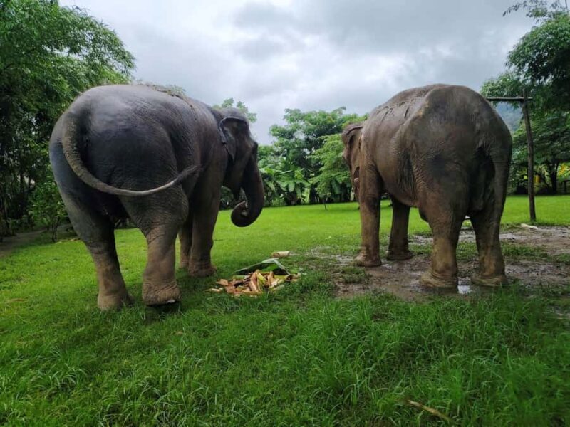 Sticky waterfalls- Elephants- Bamboo or White water rafting. - What Makes It Worthwhile?