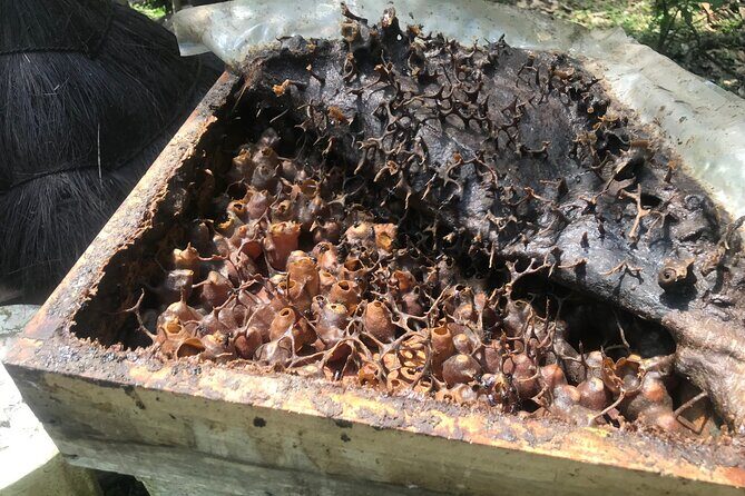 Stingless Bee Honey Farm and Beekeeping Tour - FAQs