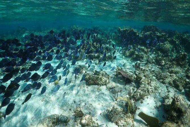 Stingray City Sandbar, Snorkel, Star fish Beach (Family operated) - A Practical Guide to the Tour Experience