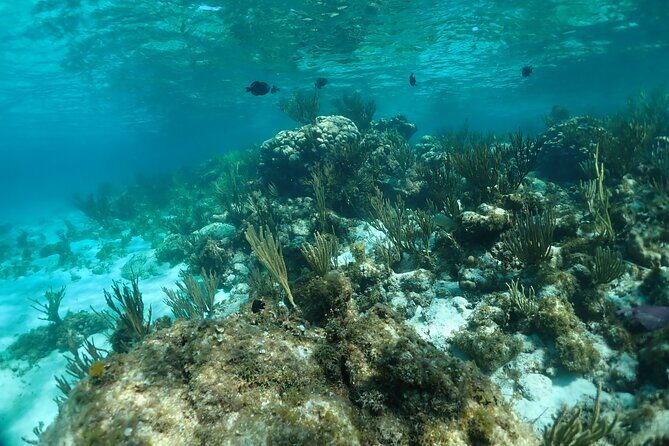 Stingray City Sandbar, Snorkel, Star fish Beach (Family operated) - Who Will Love This Experience?