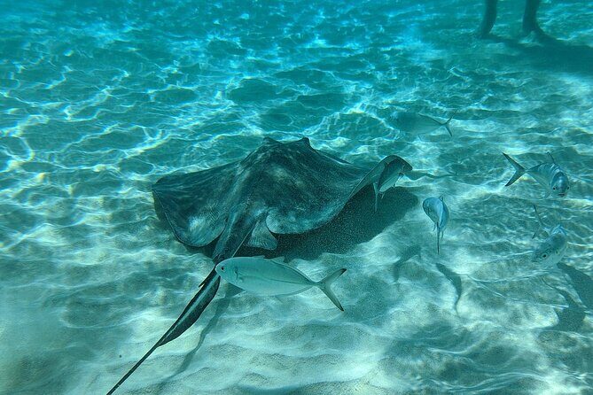 Stingray Sandbar, Snorkeling, and Starfish Point - Value for Money