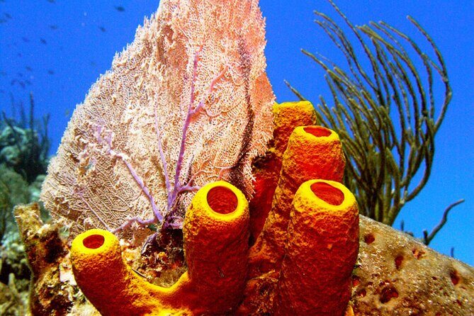 Stingray Sandbar, Snorkeling, and Starfish Point - Logistics and Practical Tips