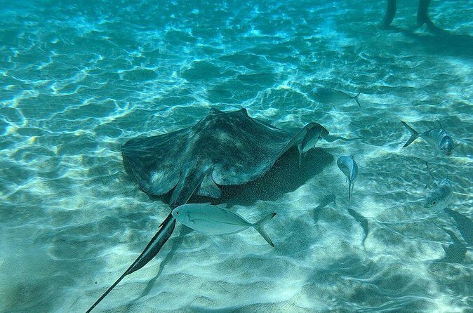 Stingray Sandbar, Snorkeling, and Starfish Point - FAQ
