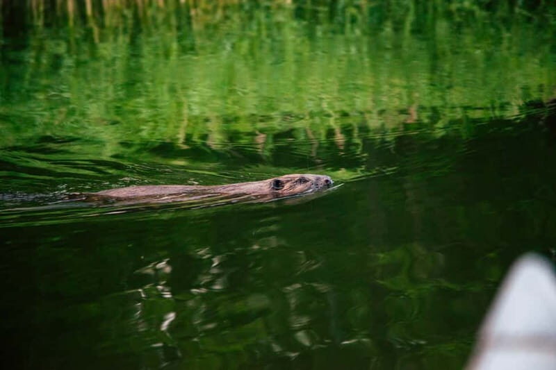 Stockholm: Archipelago Family-Friendly Private Kayaking Tour - Good To Know
