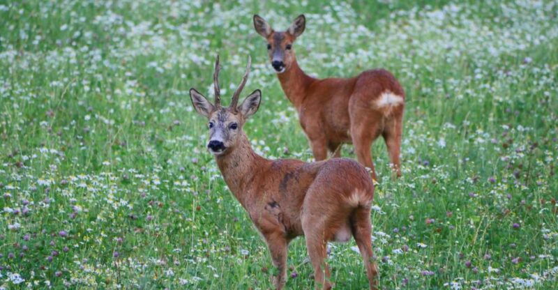 Stockholm: Evening Wildlife Safari with Midsummer Meal - Stockholm: Evening Wildlife Safari with Midsummer Meal — A Practical Guide to Experience Swedish Nature Close to Home