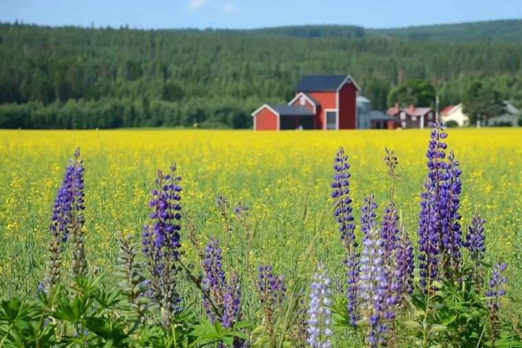 Stockholm: Evening Wildlife Safari with Midsummer Meal - How the Tour Adds Value