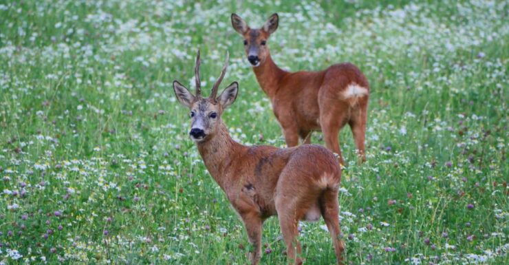 Stockholm: Evening Wildlife Safari With Midsummer Meal - Booking Information and Logistics