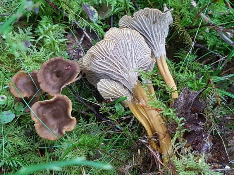 Stockholm, Mushroom and Wild Plant Foraging Tour with expert - Good To Know