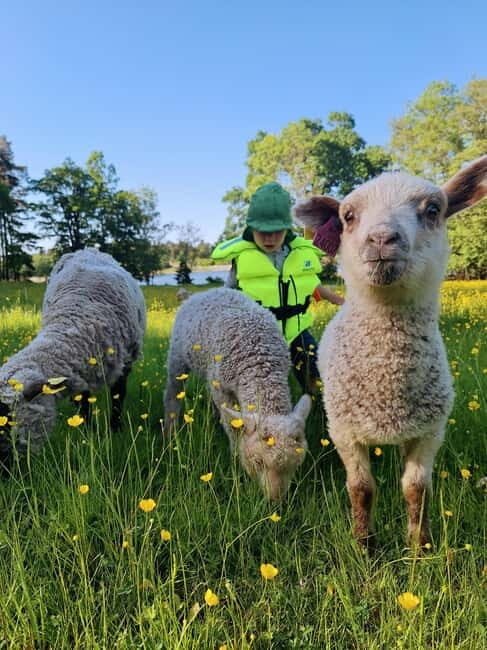 Stockholm: Self Guided Kayak Adventure in Nature Reserve - Good To Know