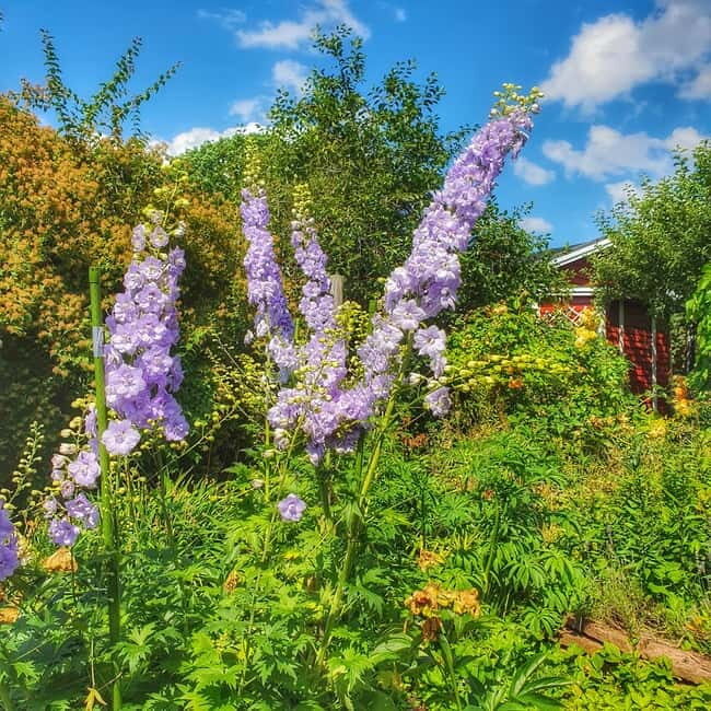 Stockholm: Södermalm Allotment Gardens & Parks Walking Tour - FAQ
